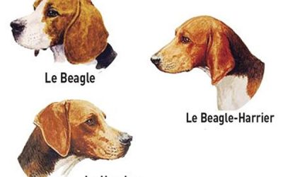 Anatomie du Beagle